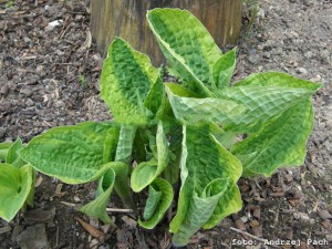 Funkia (Hosta) Wide Brim sadzonka zdjęcie 4